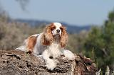 CAVALIER KING CHARLES 154